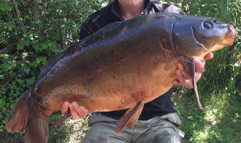 Catch Report 7 October 2014 Cambridge Fish Preservation