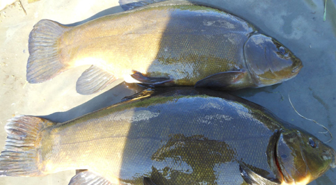 catch-report-riverlark-rivercam-02