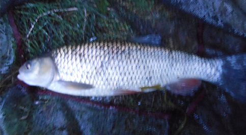 catch-report-riverlark-rivercam-03
