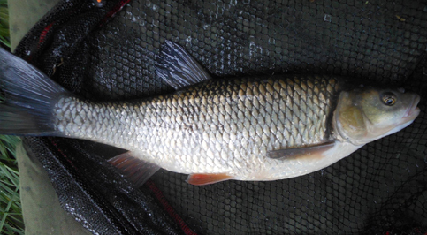 catch-report-riverlark-rivercam-04