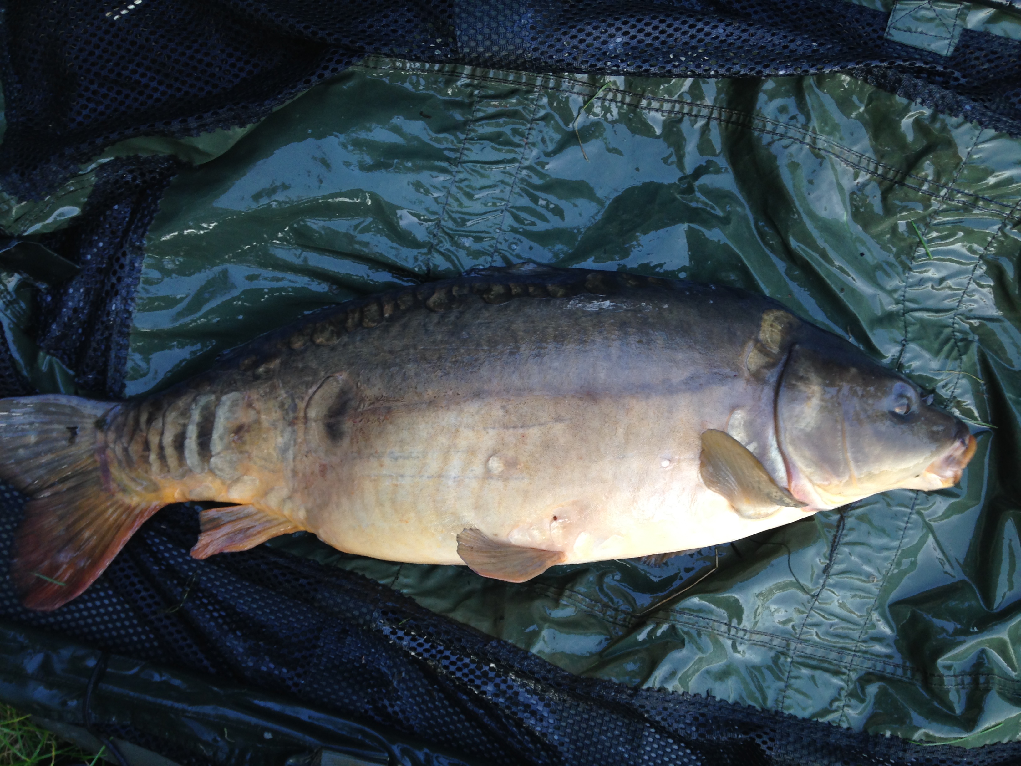 Catch Report 15 September 2014 Cambridge Fish